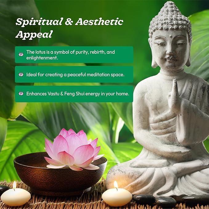 40 Pcs Japanese Bonsai Lotus Seeds Pack of 2