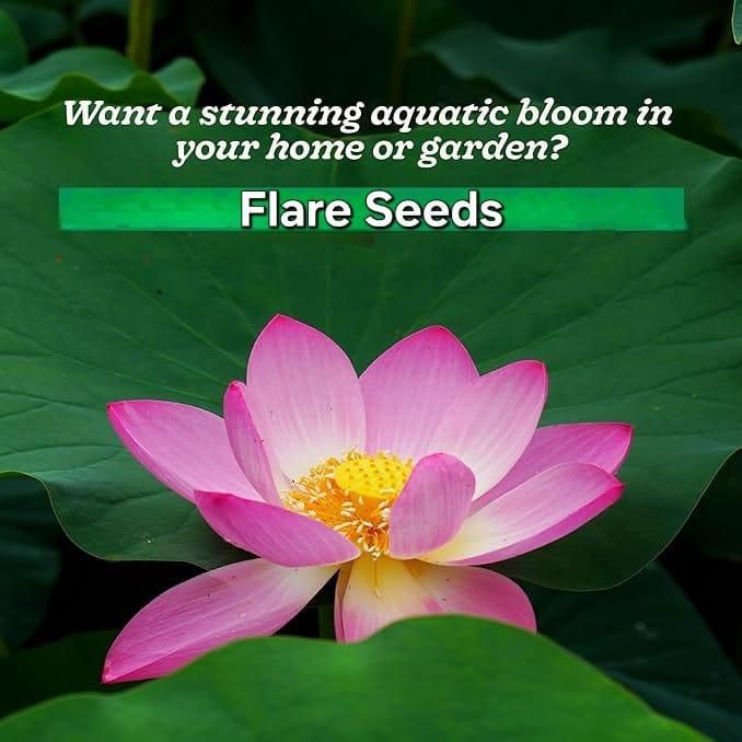 40 Pcs Japanese Bonsai Lotus Seeds Pack of 2